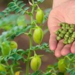 कम एवं सामान्य वर्षा वाले क्षेत्रों में भी उन्नत कृषि उत्पादन तकनीक से कर रहे चने की उन्नत कृषि का उत्पादन,दमोह से कुंडेश्वर टाइम्स ब्यूरो मोहन पटेल की खास रिपोर्ट